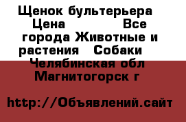 Щенок бультерьера › Цена ­ 35 000 - Все города Животные и растения » Собаки   . Челябинская обл.,Магнитогорск г.